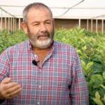 ‘Mil Plantas’ é caso de sucesso na produção de árvores frutícolas no Algarve [vídeo]