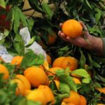 Semana da Laranja regressa ao Mercado de Portimão com showcookings e prémios