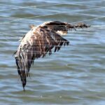 Tribunal de Faro condena piscicultura pela morte de aves na Ria Formosa