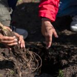 Infralobo celebra Dia da Árvore com plantação na escola Nobel Algarve