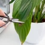 Tem plantas em casa? Este truque natural e económico pode protegê-las de fungos