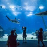Desconto de 50% e experiências únicas assinalam os 27 anos do Oceanário de Lisboa