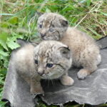 Programa Ex Situ do Lince-Ibérico regista recorde de 62 nascimentos em 2025