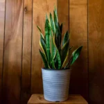 Conheça a planta ‘quase’ indestrutível que se pode cultivar em casa e melhora a qualidade do ar
