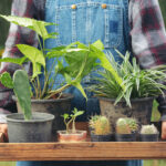 Nem papoila nem alecrim: conheça as 5 plantas mais resistentes nesta primavera
