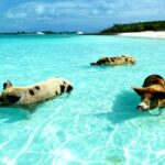Nesta ‘famosa’ ilha os porcos ‘vivem’ no mar e nem todos os turistas podem entrar: saiba onde fica