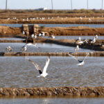 “Ouro branco”: este produto tradicional é considerado um “tesouro” do Algarve e é famoso em todo o mundo