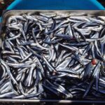 Nem atum nem salmão: conheça o peixe que tem mais cálcio que leite e dá saúde aos ossos