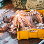 Pesca do polvo no Algarve sem período de defeso este ano