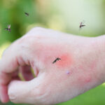 Mosquito transmissor de doenças avança em Portugal: saiba com o que deve ter cuidado e onde já foi identificado