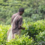 A epopeia do chá queniano: de colheita colonial a símbolo de soberania económica | Por João Palmeiro