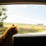 Tem gatos em casa? Descubra como podem ser a solução para acabar com o embaciamento dos vidros do seu carro