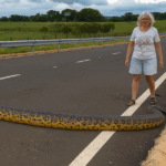 Uma anaconda gigante bloqueou a estrada e os condutores resolveram o problema desta forma [vídeo]