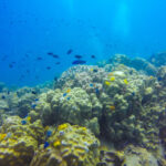 Campanha científica identifica mais de 40 espécies inéditas no Parque Marinho do Recife do Algarve