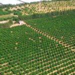 CCDR Algarve divulga vídeo sobre rega eficiente de citrinos e abacates no Algarve financiado pelo PRR