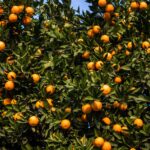 “20 toneladas nas últimas semanas”: furtos de laranjas preocupam produtores no Algarve