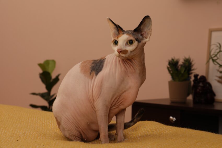 Gato sentado na cama.