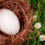 Britânicos pedem que se deixem ovos no jardim durante o inverno: descubra o motivo (e os cuidados a ter)