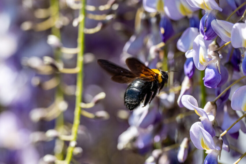 Abelha à volta de flores.