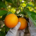 Frusoal produz mais de 40.000 toneladas de fruta por ano no Algarve e assegura 220 empregos diretos
