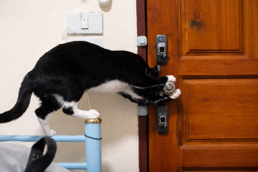 Gato a abrir porta. Crédito: Reprodução Yahoo | DR