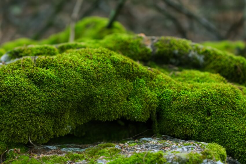 Relva com musgo acumulado. Crédito: Freepik