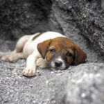 Tribunal condenou homem por abandonar cão numa barragem