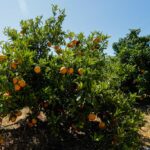 “Estimamos um prejuízo na ordem dos 20.000€”: toneladas de laranjas roubadas no Algarve para serem vendidas na EN125