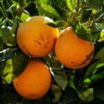 Laranja do Egito pode custar menos 40 cêntimos do que a laranja do Algarve e está a deixar os produtores algarvios preocupados