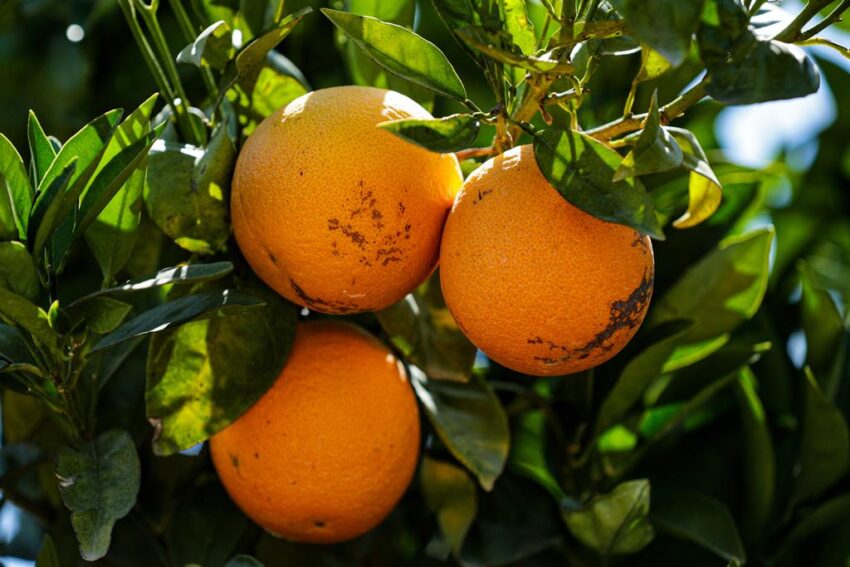Laranjas.