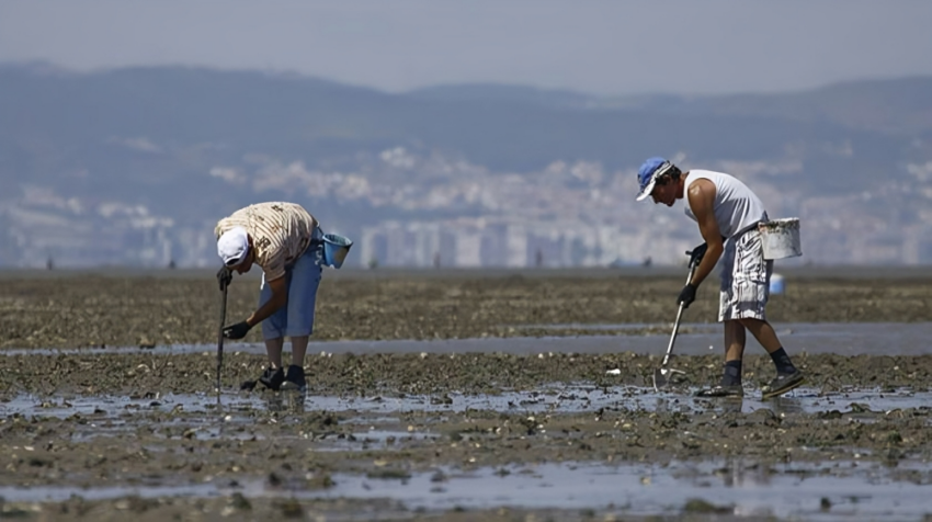 Apanhadores de amêijoa. Crédito: DR