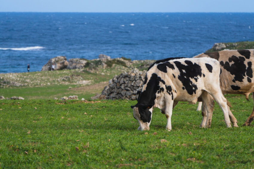Vaca a pastar nos Açores. Crédito: Freepik