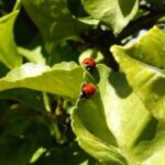 Loulé e Tavira acolhem jornadas técnicas de agricultura biológica