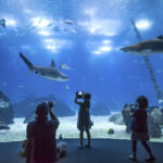 Dia da Mãe assinalado com descontos no Oceanário de Lisboa