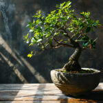 Tem um bonsai em casa? Há locais onde nunca o deve colocar