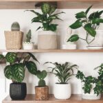 Especialistas avisam: nunca cometa este erro ao trocar as suas plantas de vaso