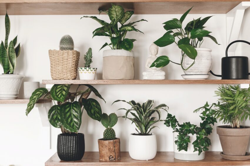Plantas em prateleiras. Crédito: Freepik