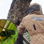 Vespa asiática confirmada no Algarve