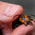 Espécie “invasora” com 3 cm e venenosa foi identificada nesta região: se a vir afaste-se e faça logo isto