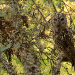 Oficina noturna dá a conhecer aves e sons da natureza em Estômbar