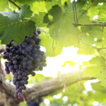 Ilha portuguesa virada para Nova Iorque bate o recorde de produção desta fruta que muitos comem na praia: em 2025 foram 956 toneladas