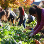 Campanha apoia crescimento da Horta Solidária para Tavira e Portimão