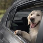Vai de carro a Espanha e leva o cão? UE ‘aperta’ regras já nesta data e o ‘fiel amigo’ pode ficar retido na fronteira