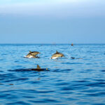 Sagres recebe Festival das Ciências do Mar em maio