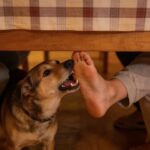 “Experiência horrível”: cadela ‘arranca’ dedo do pé ao dono num jantar de anos no Algarve e teve de percorrer 600 km para ser operado