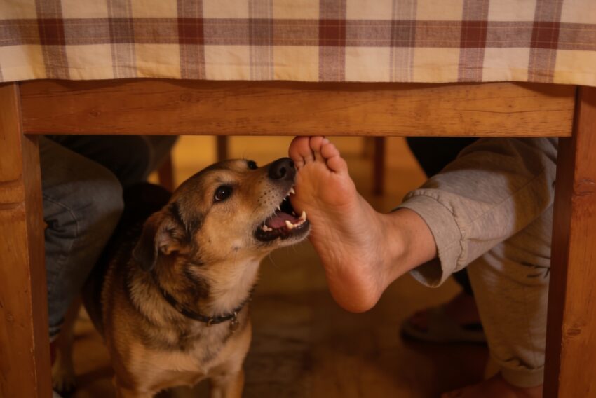 Cão a morder o pé do dono.