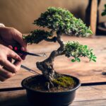 Bonsai em destaque em oficina e exposição no Sítio das Fontes em Lagoa
