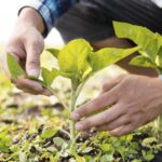 Especialistas reúnem-se no Algarve para jornadas de agricultura biológica