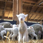 Feira do Borrego leva tradição e economia rural a Farelos em Alcoutim