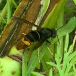 Plataforma criada em Monchique permite reportar vespa asiática em dois cliques